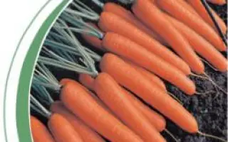 Темпо F1 / Tempo F1