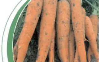 Флавио F1 / Flavio F1