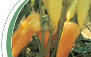 Аккорд F1 / Accord F1