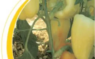 Дуско F1 / Dusko F1