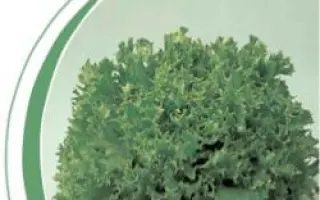 Канкан / Cancan