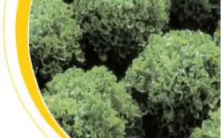 Фристина / Fristina