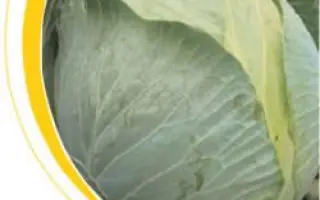 Кастелло F1 / Castello F1