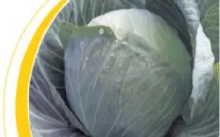 Оторино F1 / Otorino F1