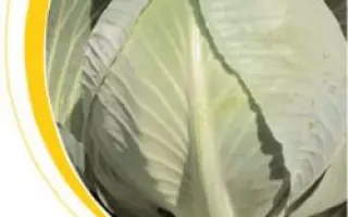 Структон F1 / Strukton F1