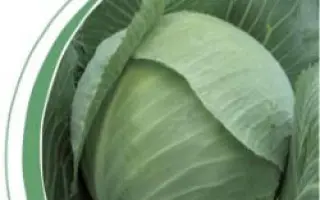 Руссо F1 / Russo F1