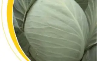 Бузони F1 / Busoni F1