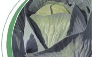 Лион F1 / Lion F1