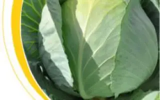 Сати F1 / Satie F1 (NiZ 17-1062 F1)