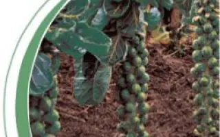 Бриллиант F1 / Brilliant F1