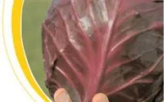 Романов F1 / Romanov F1