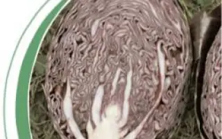 Родон F1 / Rodon F1