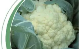 Барселона F1 / Barcelona F1