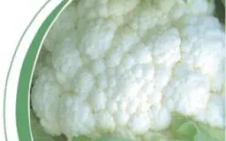 Мехико F1 / Mexico F1