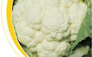 Сеул F1 / Seoul F1