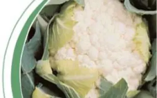 Борис F1 / Boris F1