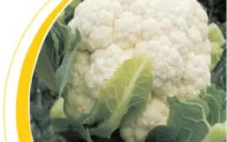 Бодилис F1 / Bodilis F1