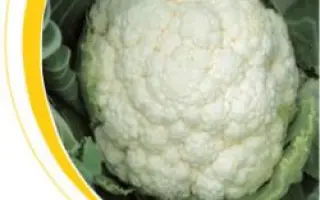 Локрис F1 / Locris F1