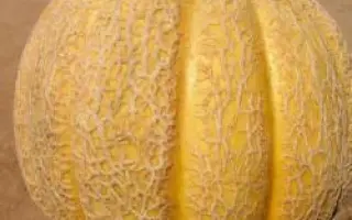 Суперстар F1 / Superstar F1