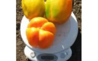 КУПИДО F1 / CUPIDO (CLX P01921) F1