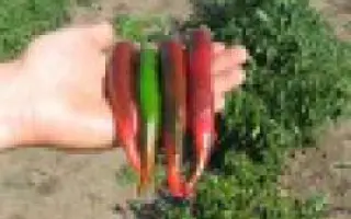 ИМПАЛА F1 / IMPALA F1