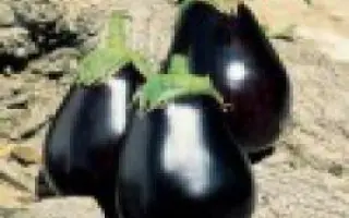 ГАЛИНЭ F1 / GALINE F1