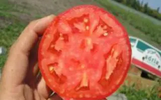 Альянс F1 / Aliance F1