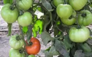 Альянс F1 / Aliance F1