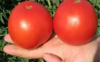 Багира F1 / Bagira F1