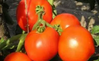 Гектор F1 / Hektor F1