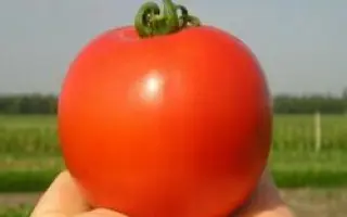 Гектор F1 / Hektor F1