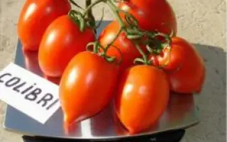 Колибри F1 / Colibri F1