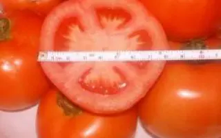 Тамарис F1 / Tamaris F1