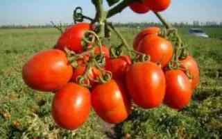 Тенорио F1 / Tenorio F1