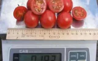 Хилма F1 / Hilma F1