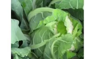 АВИЗО F1 / AVISO F1