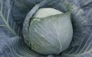 БРАВО F1 / BRAVO F1