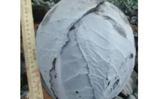 ГАРАНСИ F1 / GARANCE F1