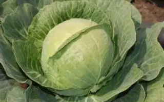 ГАРДИАН F1 / GUARDIAN F1