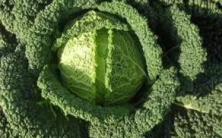 КАПРИЦЦИО F1 / CAPRICCIO F1