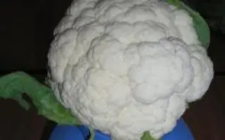 МЭЙФЛАУЭР F1 / MAYFLOWER F1