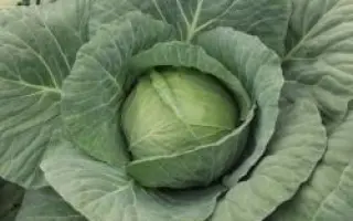 НЕГУС F1 / NEGUS