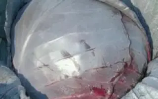 РЕДСКАЙ F1 / REDSKY F1