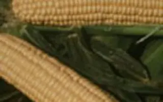 ЛЕНДМАРК F1 / LANDMARK F1