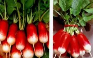 ФРАНЦУЗСКИЙ ЗАВТРАК / FRENCH BREAKFAST