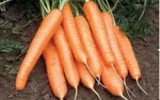 Рига РЦ F1 / Riga RZ F1