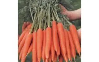 Магно РЦ F1 / Mango RZ F1