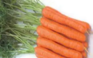 Байон РЦ F1 / Bayon RZ F1