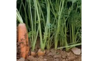 Байон РЦ F1 / Bayon RZ F1