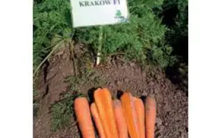 Краков РЦ F1 / Krakow RZ F1